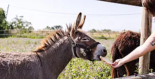 Agroturisme Sant Dionís 008