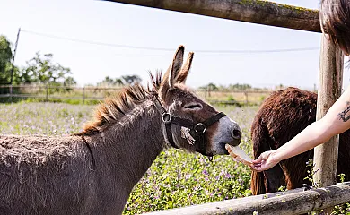 Agroturisme Sant Dionís en Campllong (Girona) - Foto 8