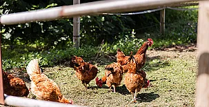 Agroturisme Sant Dionís 009