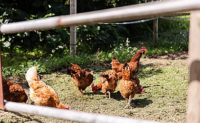 Agroturisme Sant Dionís en Campllong (Girona) - Foto 9
