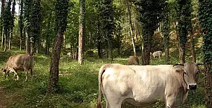 Cal Masover de Barbats 004