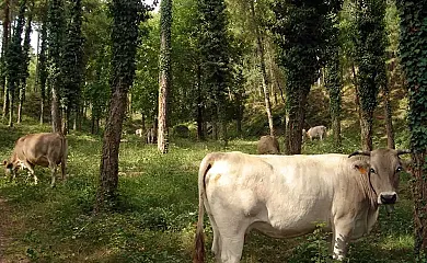 Cal Masover de Barbats en Casserres (Barcelona) - Foto 4