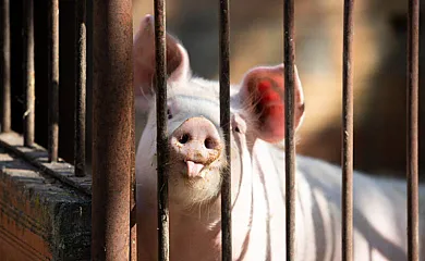 Can Burguès en Santa Eulàlia de Ronçana (Barcelona) - Foto 5