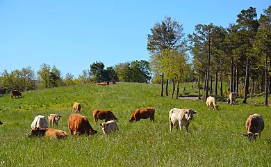 Mas Postius en Muntanyola (Barcelona) - Foto 3