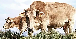 Alojamientos rurales Casa Canellas 003