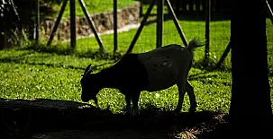 El Corral del Lladurs 0038