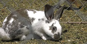 El Corral del Lladurs 0039