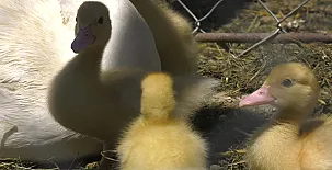 El Corral del Lladurs 0040