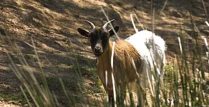 El Corral del Lladurs 0041