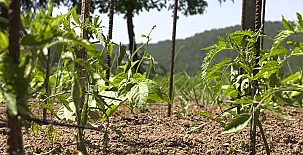 El Corral del Lladurs 0044