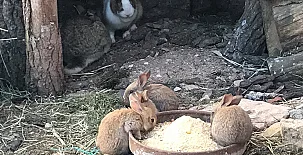 El Castejón de Luzaga 004