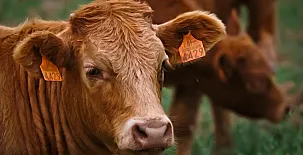 Masía Manonelles 002