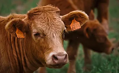 Masía Manonelles en Biosca (Lleida) - Foto 2