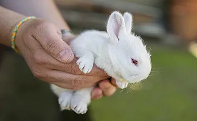 Rural Mas Vila en Fogars De La Selva (Barcelona) - Foto 10