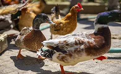 Rural Mas Vila en Fogars De La Selva (Barcelona) - Foto 11