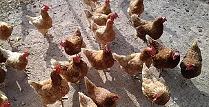 Finca los Dulces 005