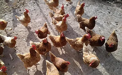 Finca los Dulces en Guia de Isora (Santa Cruz de Tenerife) - Foto 5