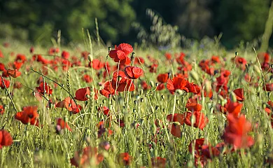 Cal Rovira en Malgrat (Lleida) - Foto 15