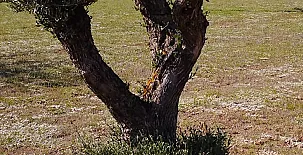 Finca Los Pajaros 0051