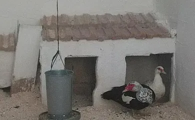 Casas Rurales Cortijo La Cañada en Estepa (Sevilla) - Foto 10