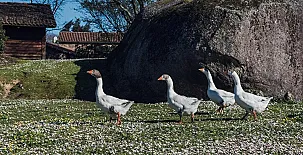 Casa Rural A Ponte 004