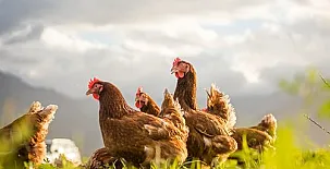 Poble Rural Puig-Arnau Pubilló 003