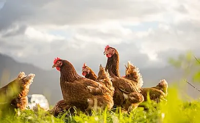 Poble Rural Puig-Arnau Pubilló en Odèn (Lleida) - Foto 3