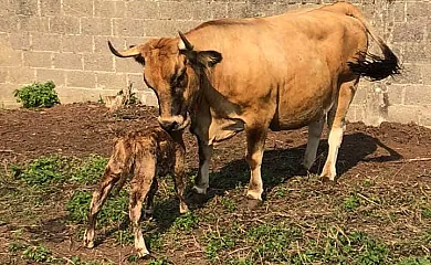 Salguero de Abajo en Perlora (Asturias) - Foto 1