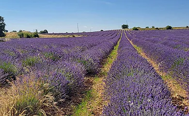 Los Trigales en Almadrones (Guadalajara) - Foto 19