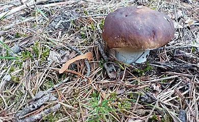 Casa rural Arroyo Molino en Valdemeca (Cuenca) - Foto 25