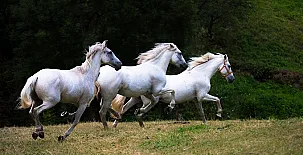 Hotel Rural Las Montañas de Pumar 002