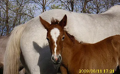 Finca El Becerril en Acebo (Cáceres) - Foto 21