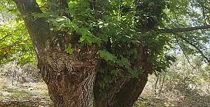 Finca El Becerril 0034