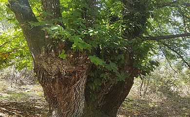 Finca El Becerril en Acebo (Cáceres) - Foto 22