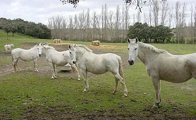 Casa Rural La Torrecilla en San Pedro Del Valle (Salamanca) - Foto 22