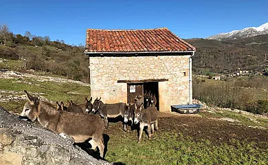 Alojamientos Rurales Casa Luisa en Cabrales (Asturias) - Foto 4