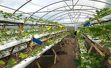 Alojamientos Rurales Casa Luisa en Cabrales (Asturias) - Foto 5