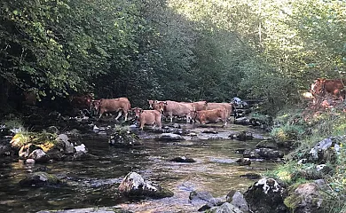 Alojamientos Rurales Casa Luisa en Cabrales (Asturias) - Foto 6