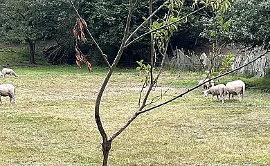 Casa Freixe en Santa Eulalia de Oscos (Asturias) - Foto 5