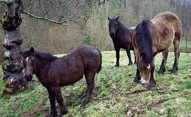 El Corral del Tiu Juan en Pruneda (Asturias) - Foto 1