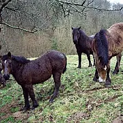 El Corral del Tiu Juan 001