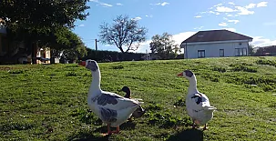 La Casona de Mariñas y La Casa de Oviedo 005