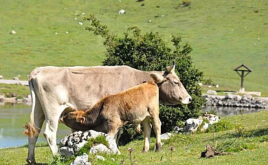 La Riba en Sames (Asturias) - Foto 1