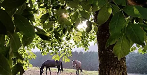 Hotel Rural Yeguada Albeitar 004