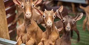 Hotel Rural Yeguada Albeitar 005