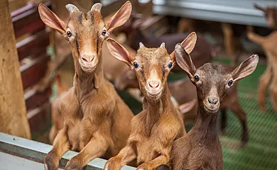 Hotel Rural Yeguada Albeitar en Villayón (Asturias) - Foto 5