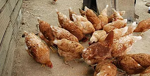 La Casona de Amaido 003