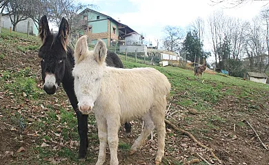 Apartamentos El Puntual en Arriondas (Asturias) - Foto 1