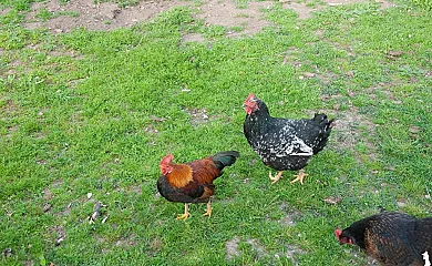 Fancornio Rural en Logrezana (Asturias) - Foto 3