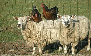 Fancornio Rural en Logrezana (Asturias) - Foto 1